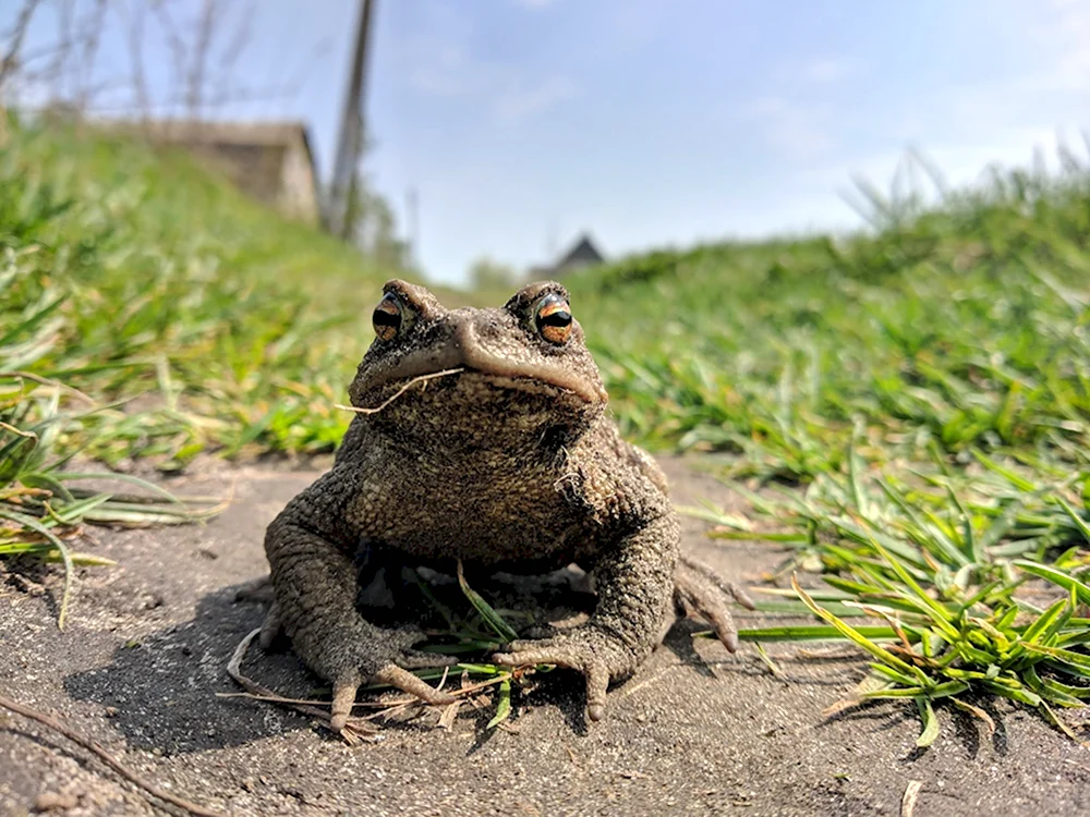 Жаба пелентуйская