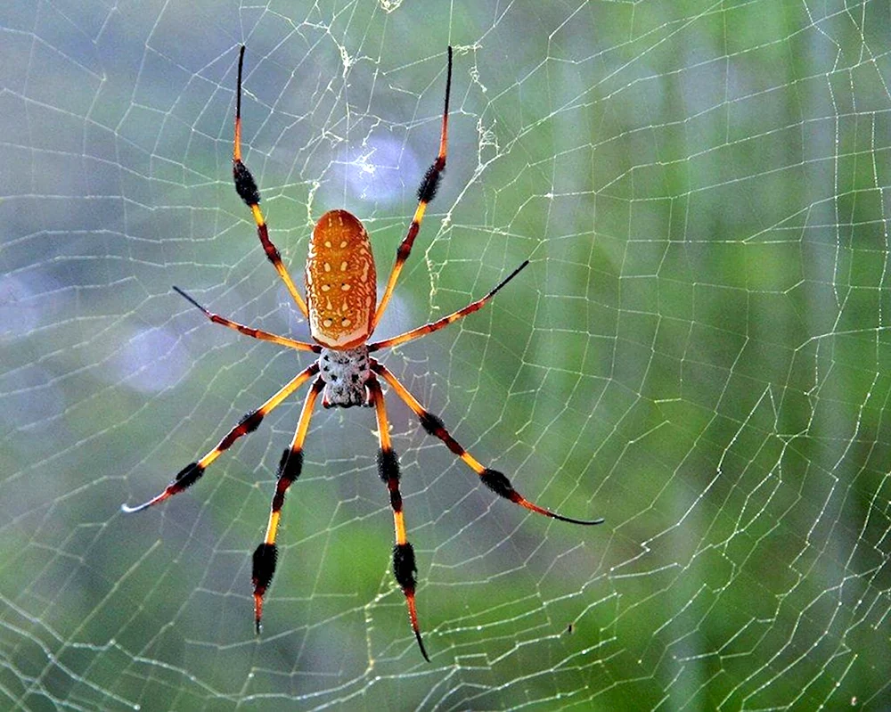 Жёлтосумый паук