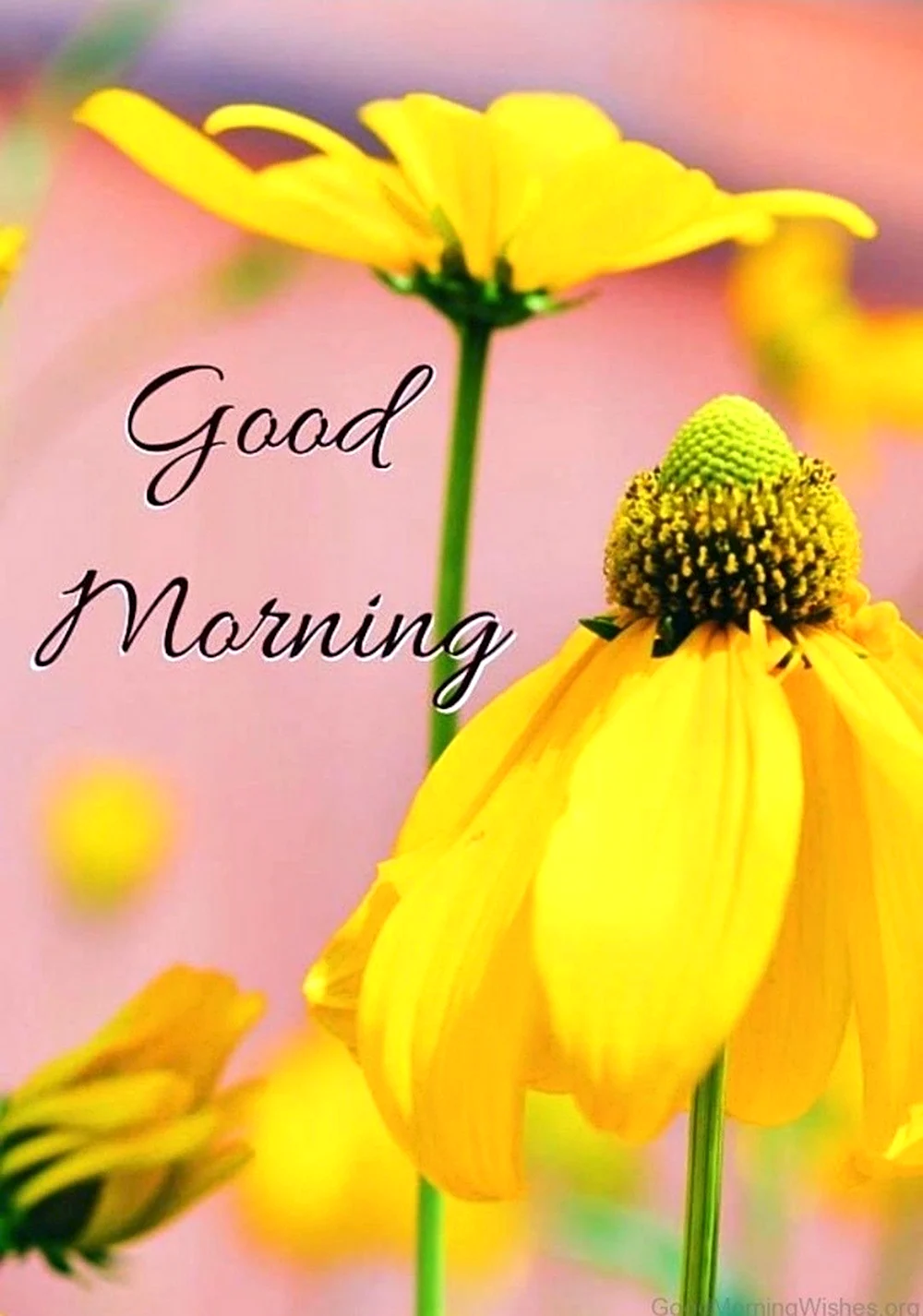 Желтые красивые цветы с добрым утром