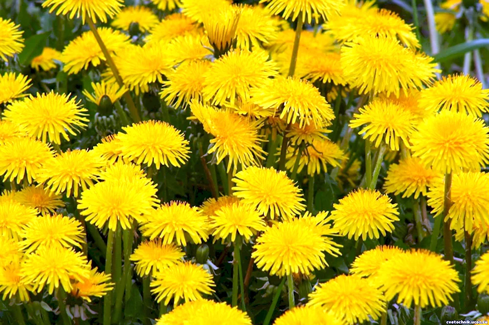 Желтые цветы одуванчики