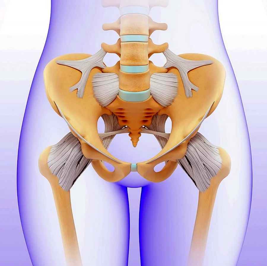 Мышцы тазового дна. Диафрагма таза. Diaphragma pelvis. Упражнения для тазового дна.