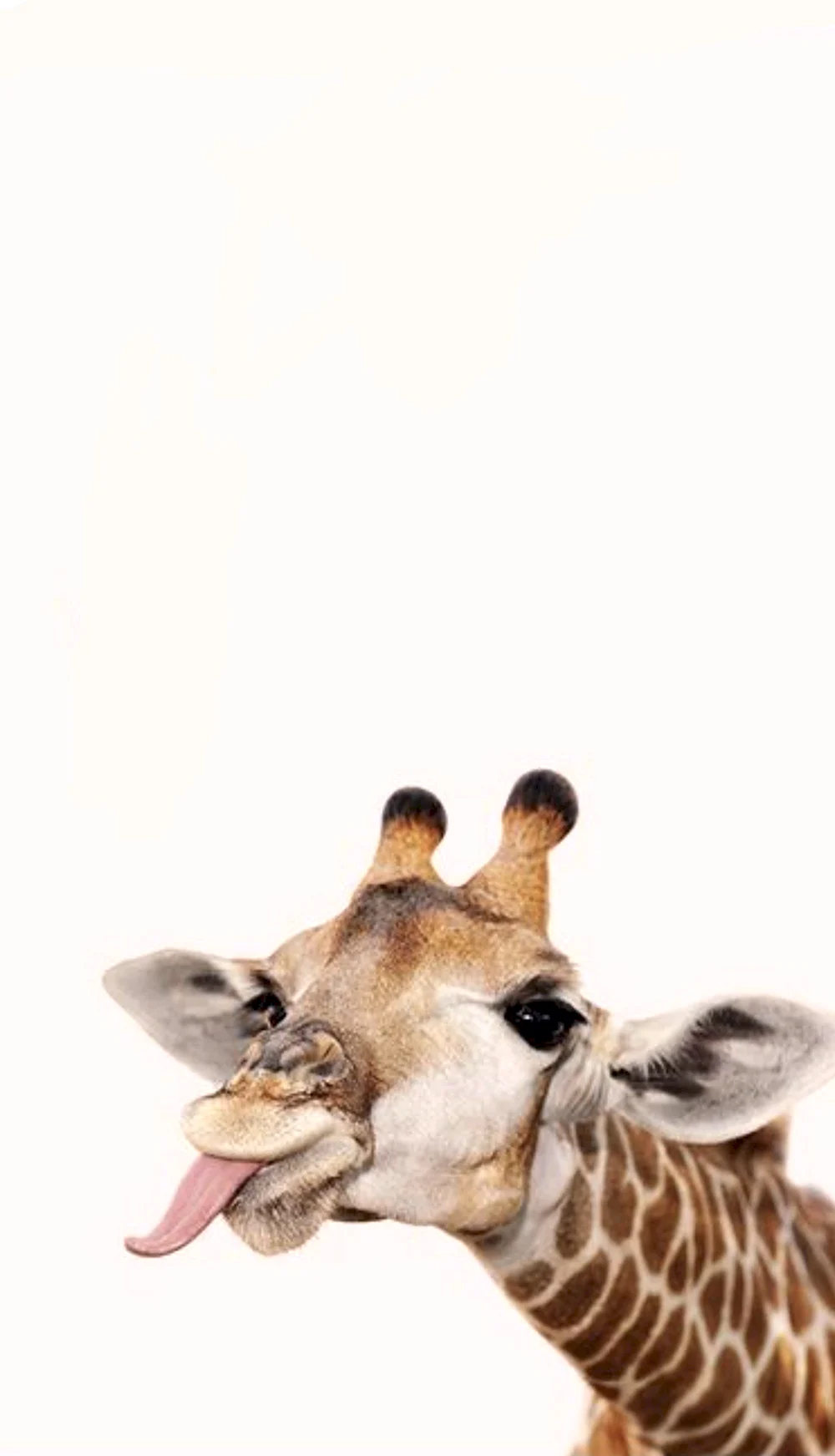 Жираф надувает жвачку