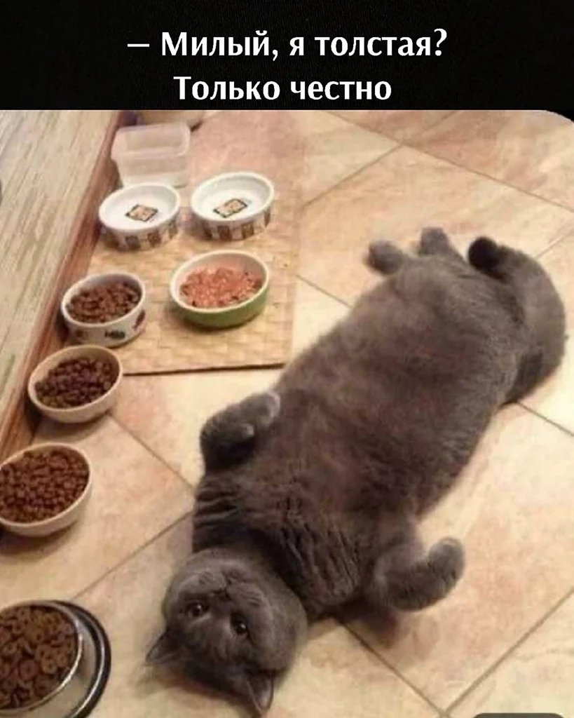 Жирный кот у миски