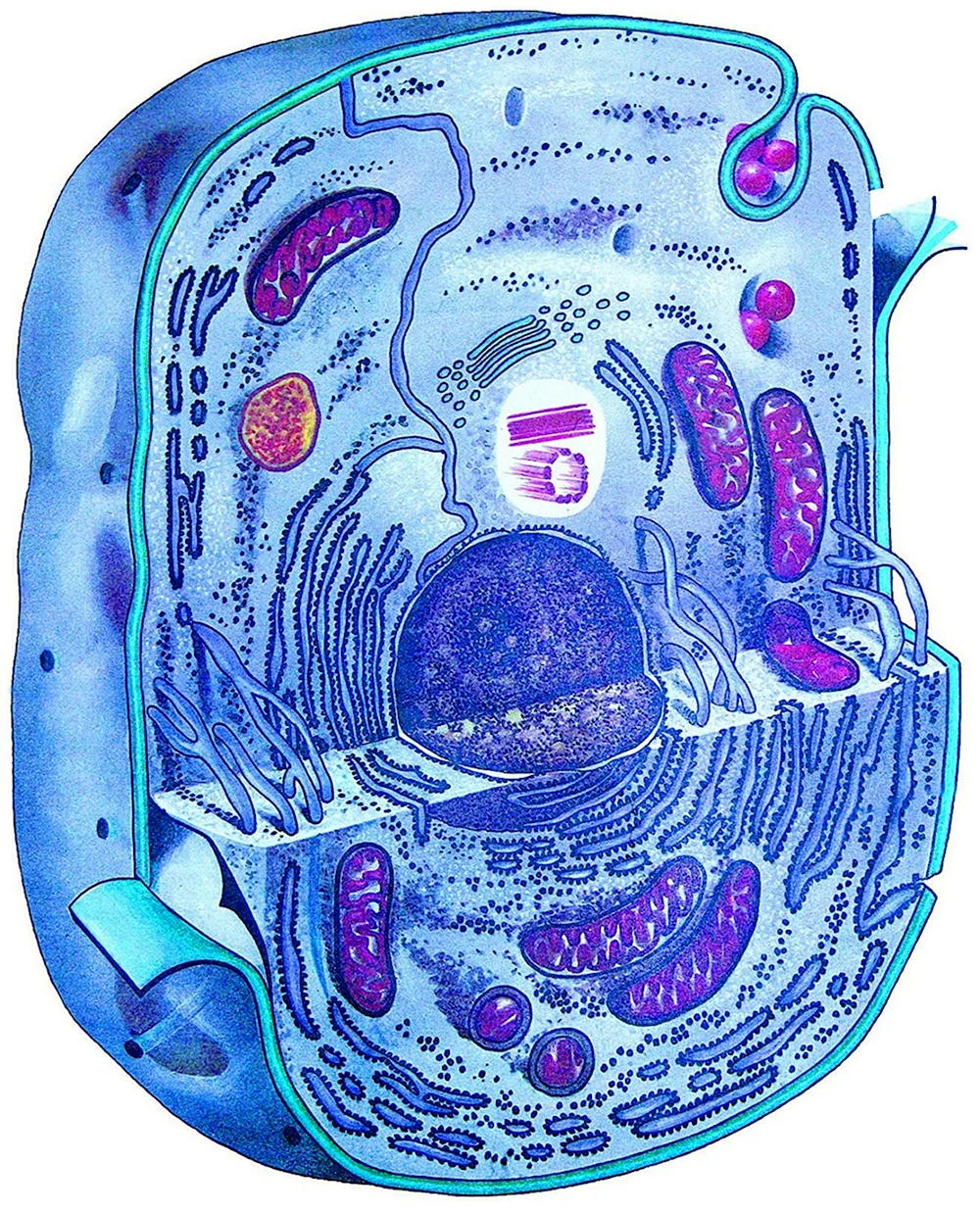Живая клетка биология