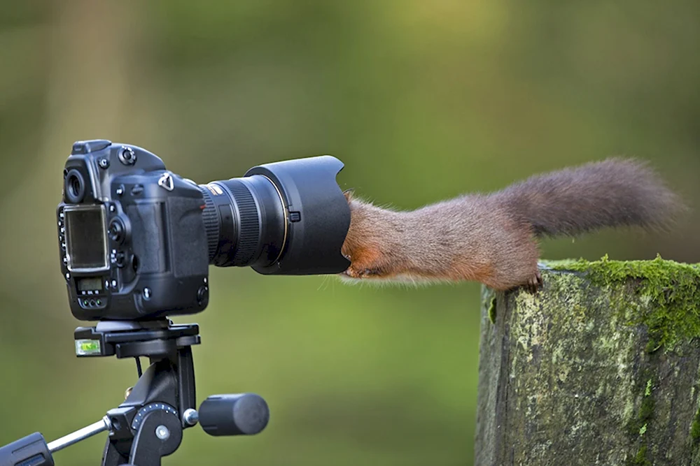 Животное с фотоаппаратом