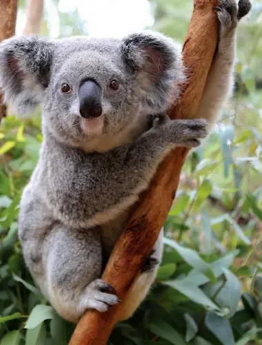Животные Австралии коала