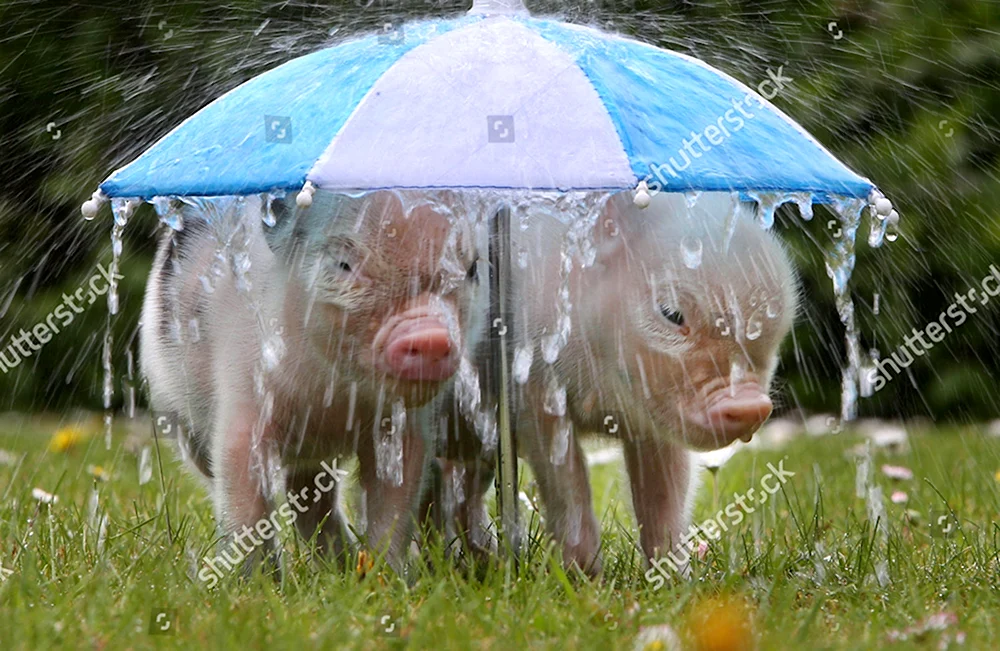 Животные под дождем