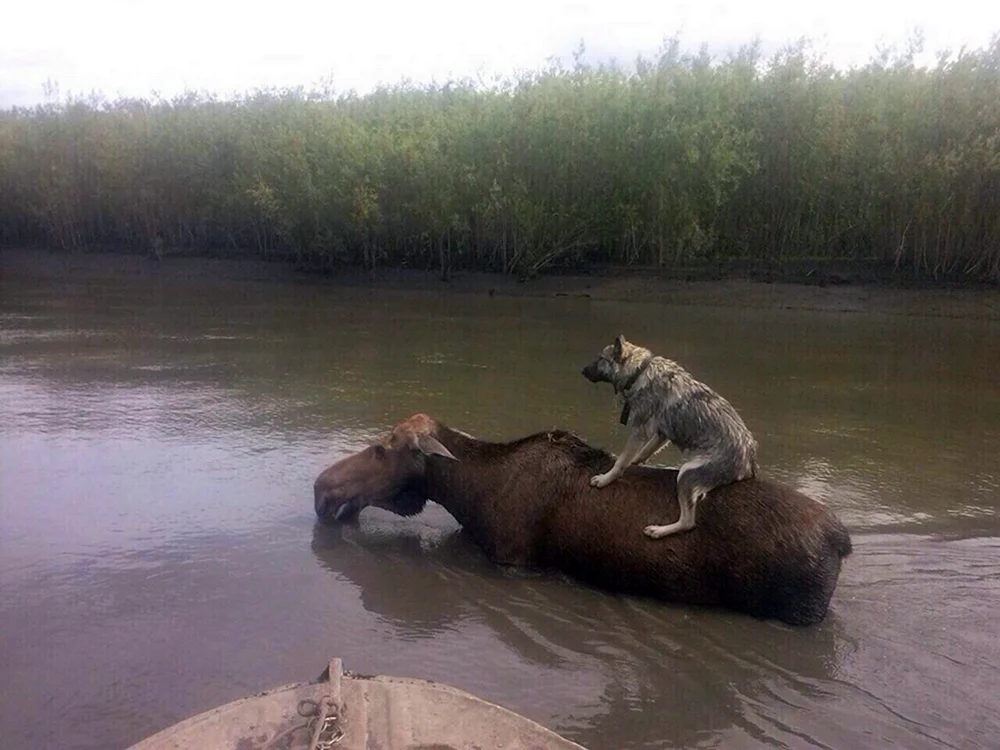 Животные спасают друг друга
