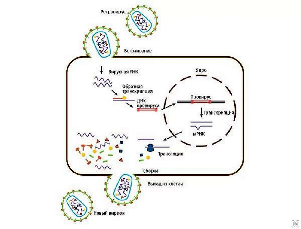 Жизненный цикл ретровирусов схема