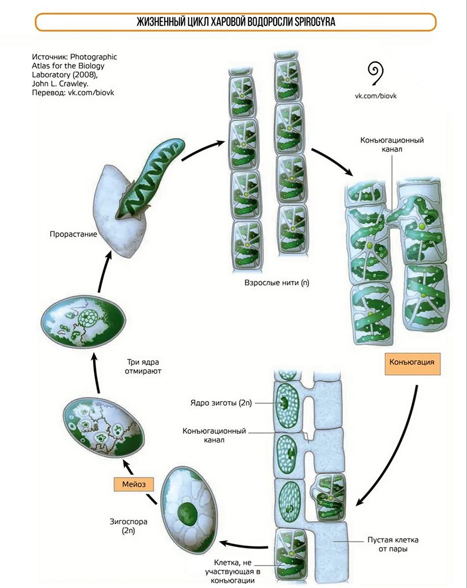 Жизненный цикл спирогиры ботаника