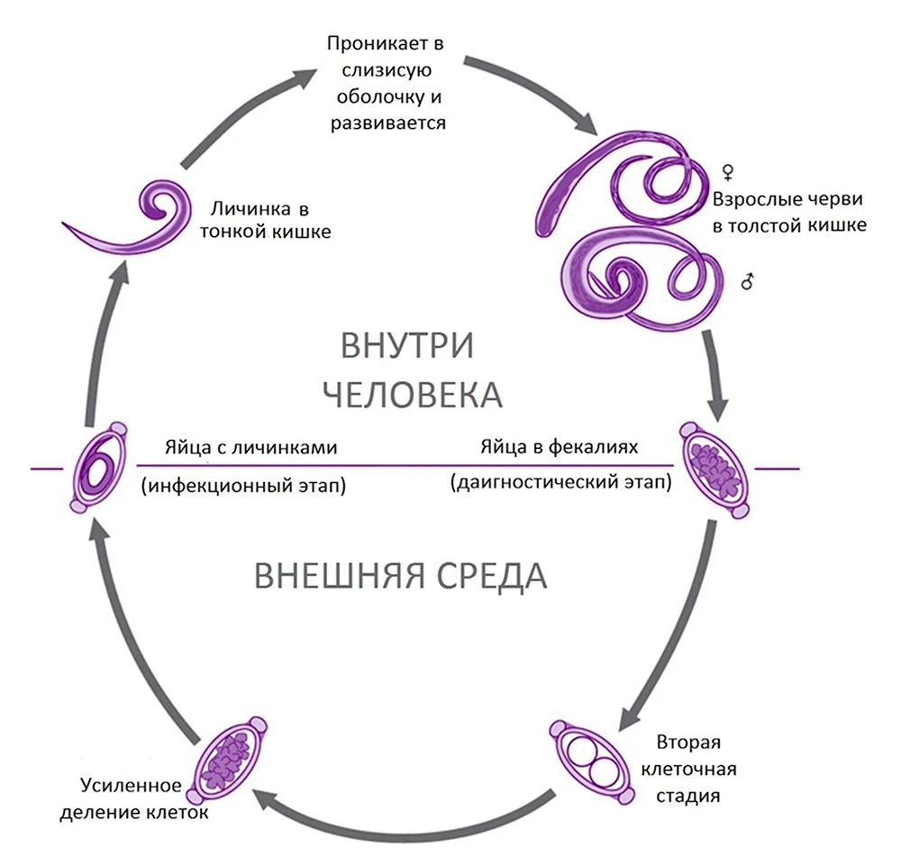 Анализ кала на яйца гельминтов методом PARASEP® (яйца глистов,helminth eggs)