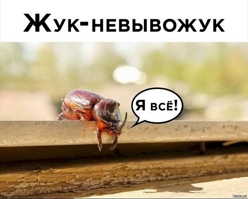 Жук невывожук