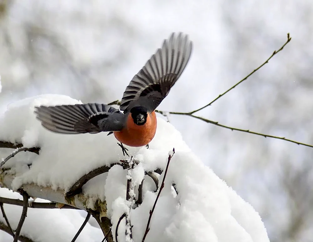 Зимние птицы в полете