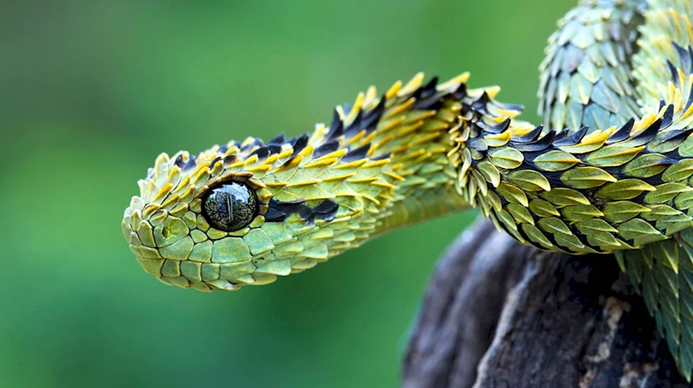 Змеиный взгляд