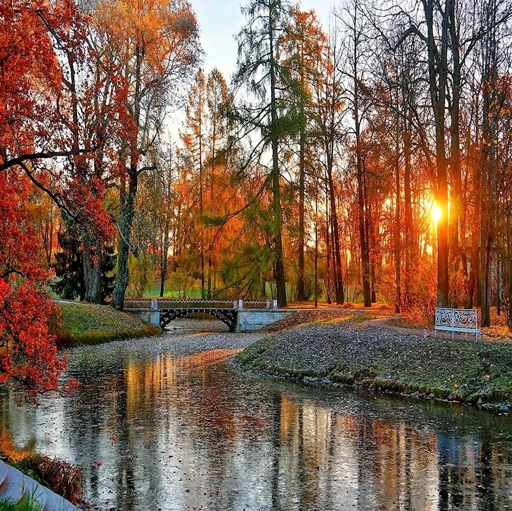 Золотая осень парк Царское село