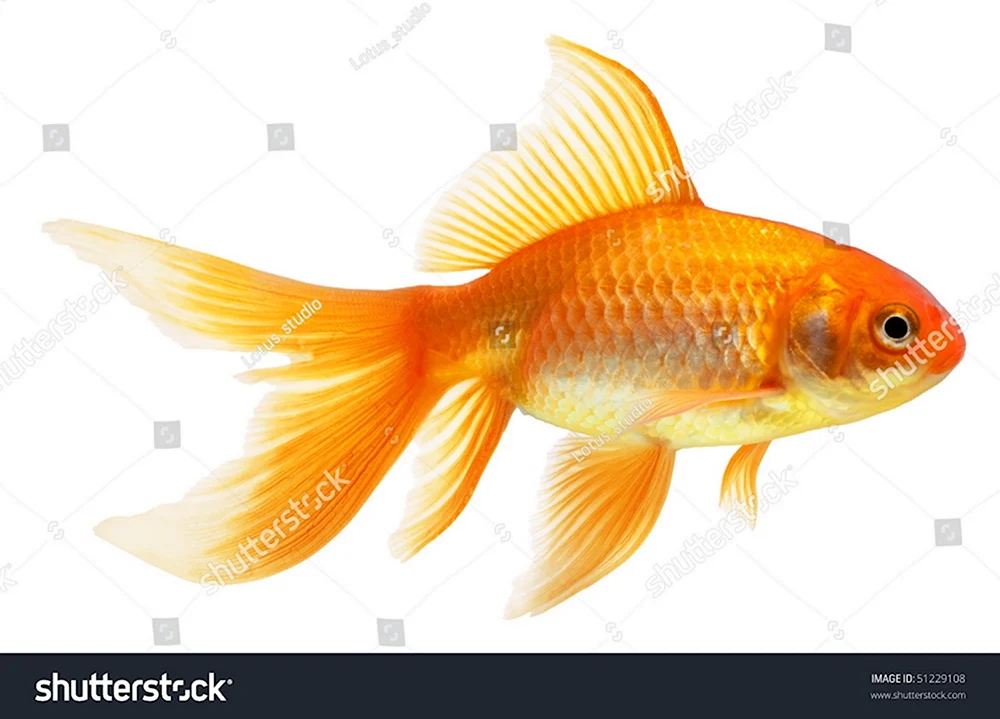 Золотая рыбка Комета