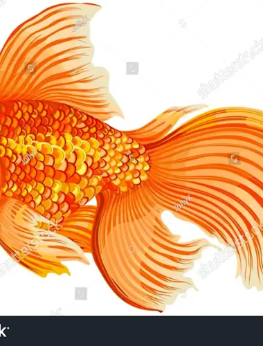 Золотая рыбка сбоку