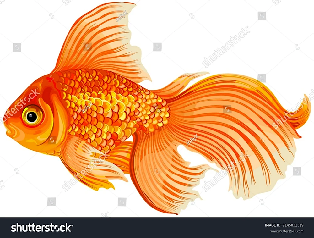 Золотая рыбка сбоку