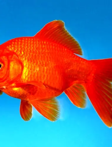 Золотой карась аквариумная рыбка