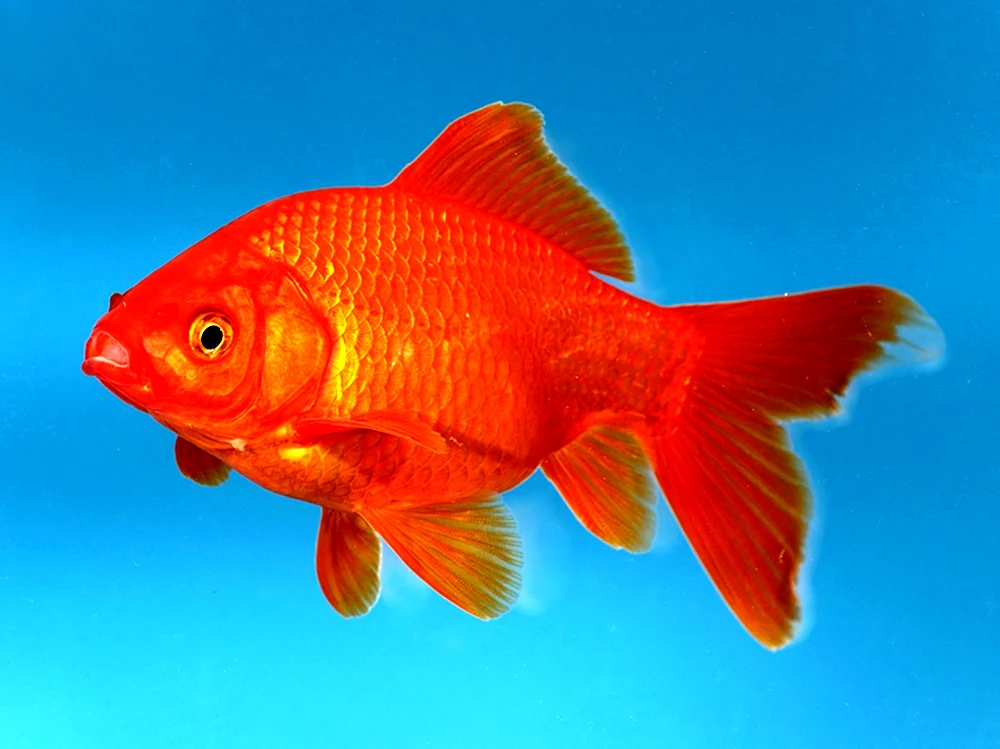 Золотой карась аквариумная рыбка