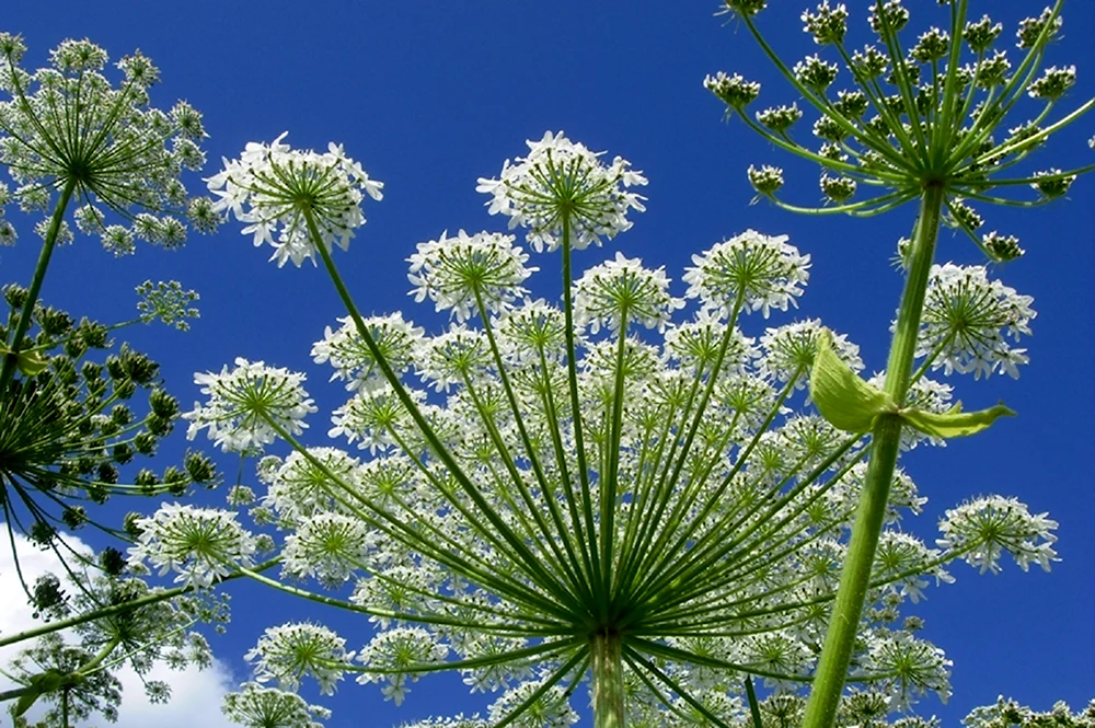 Зонтичные UmbelliferaeApiaceae