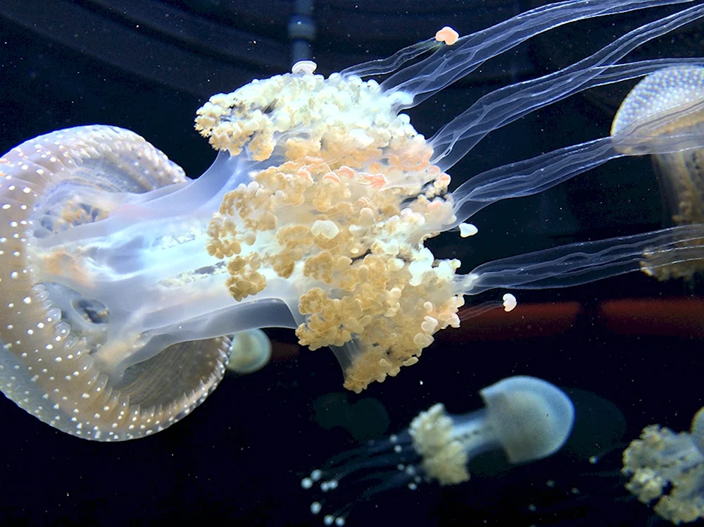Зоопланктон медуза