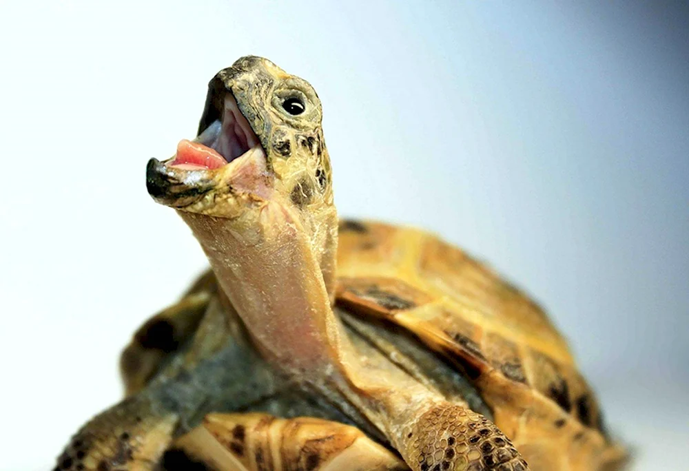 Зубы красноухой черепахи