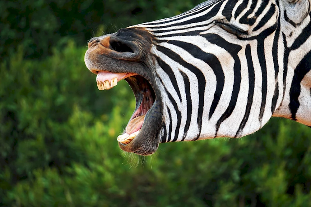 Зубы зебры