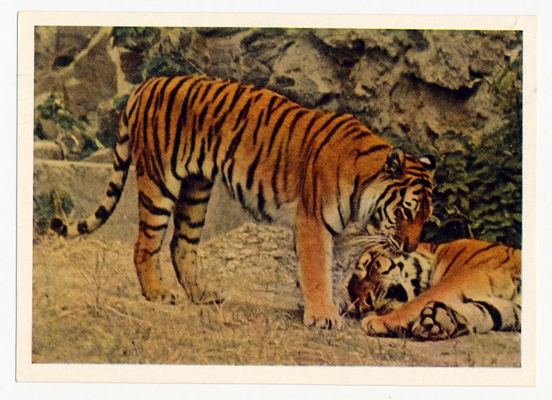 1977 Фауна СССР. Амурский тигр