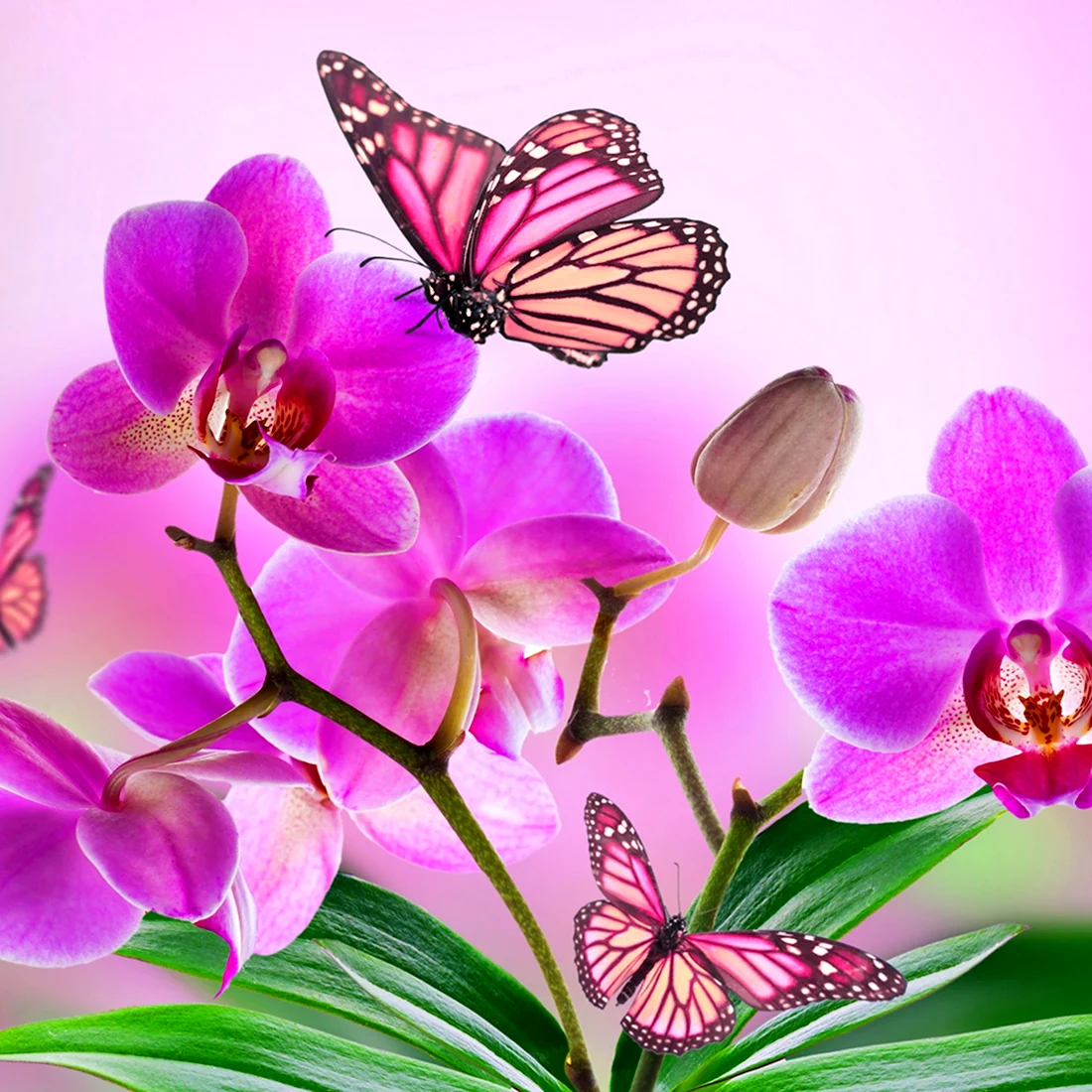 Бабочка Гранди Орхидея