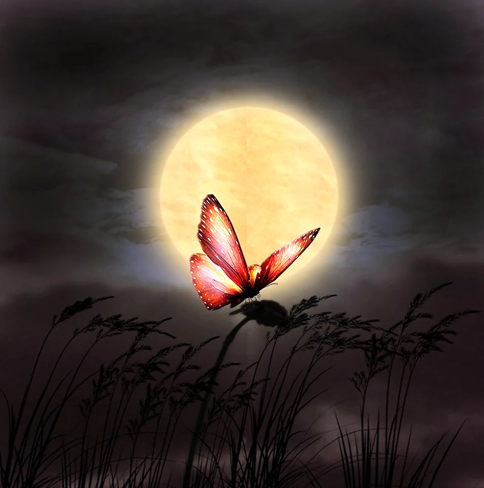 Бабочки ночью
