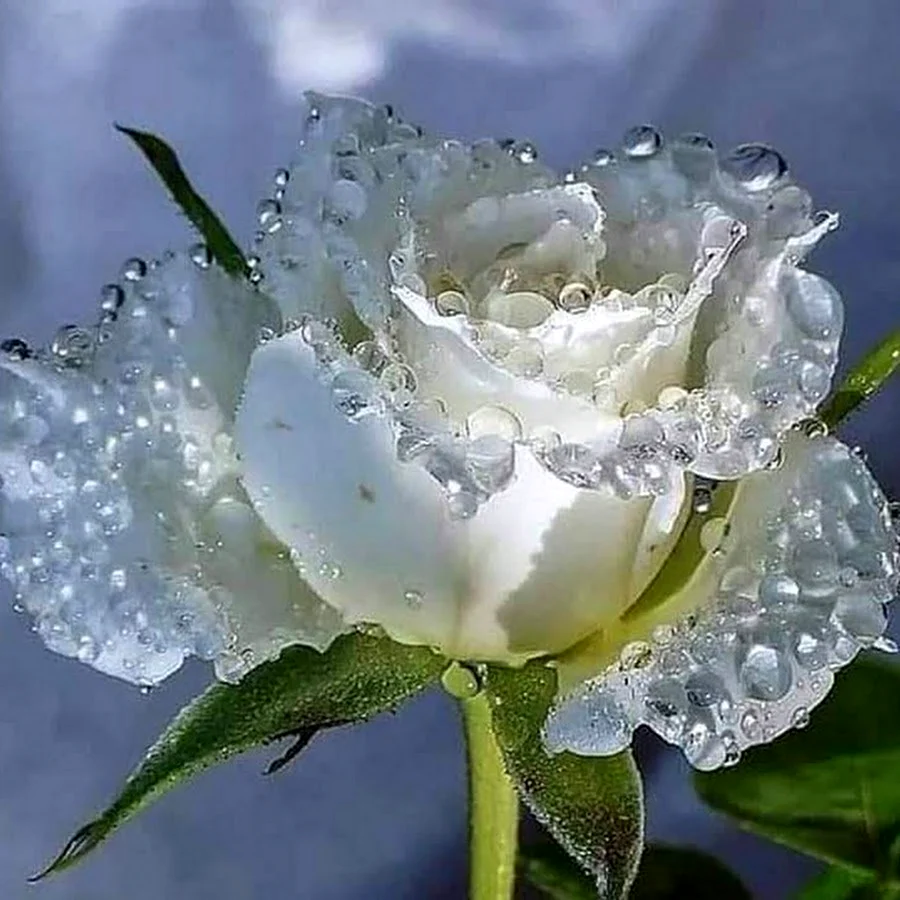 Белые розы с добрым утром
