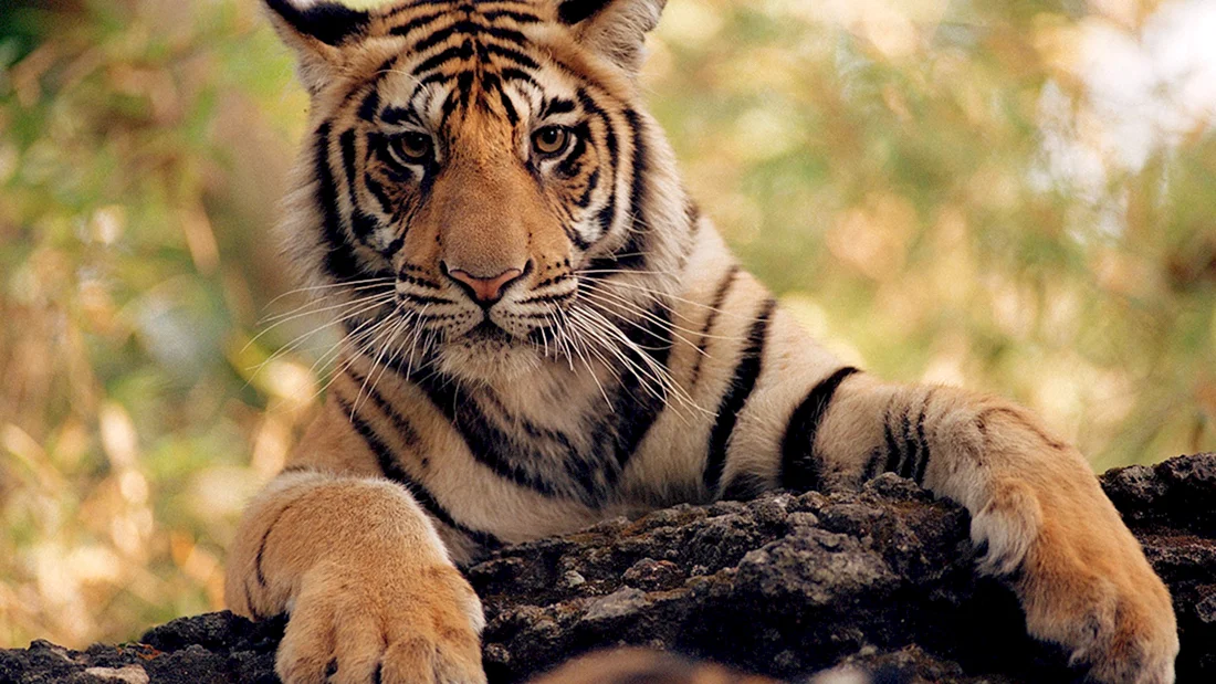 Бенгальский тигр Асадов