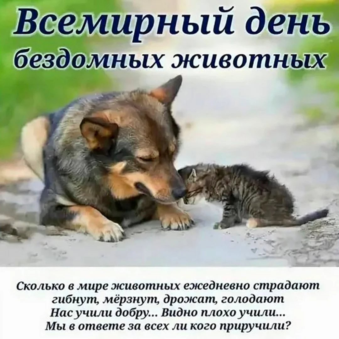 Бездомные животные