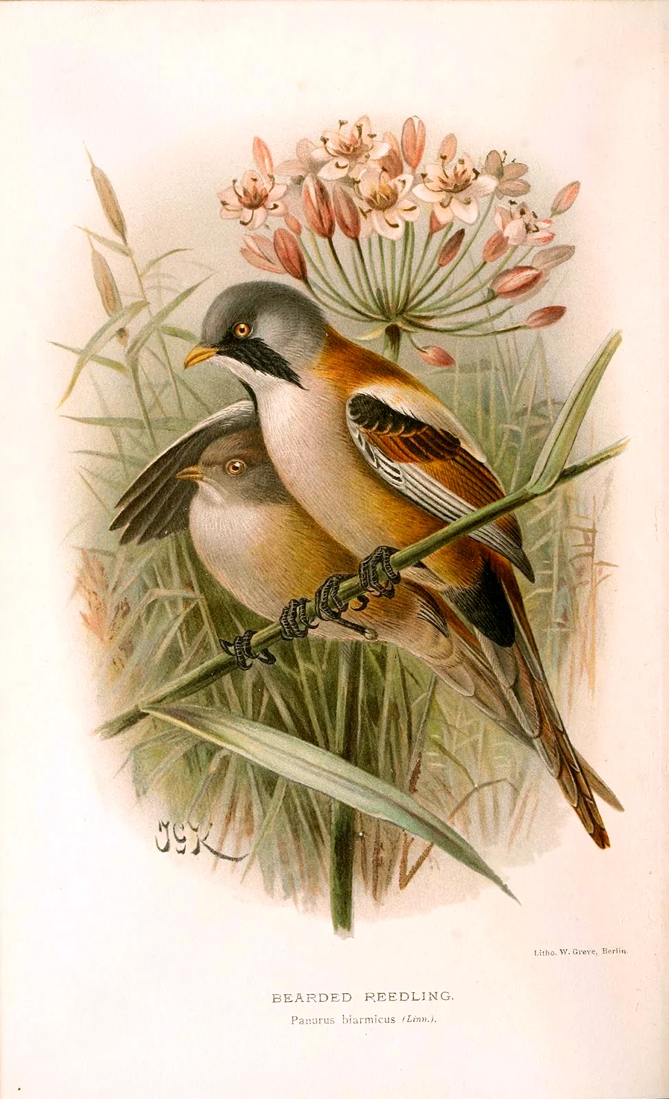 Ботанические иллюстрации птицы