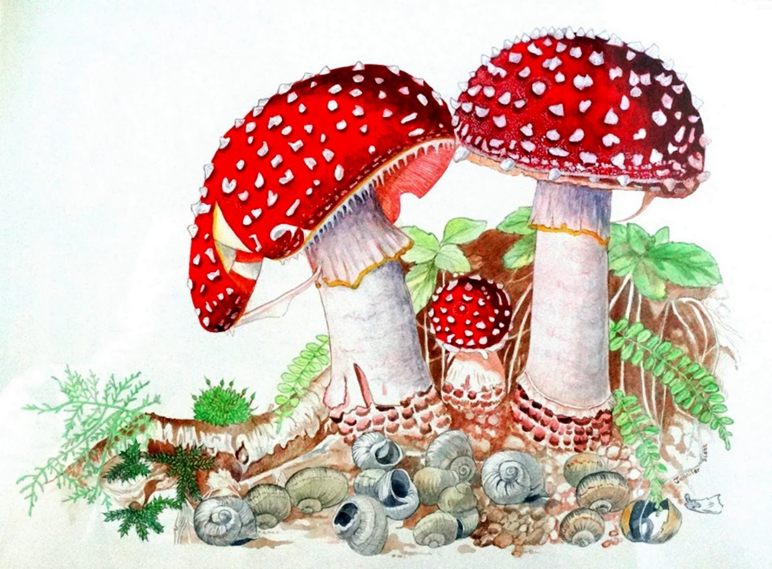 Christmas Cards with Fly Amanita