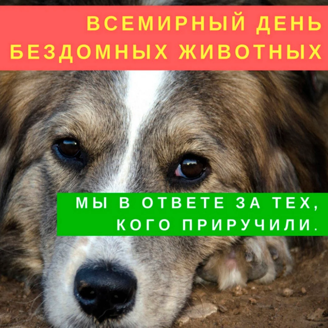 День бездомных животных