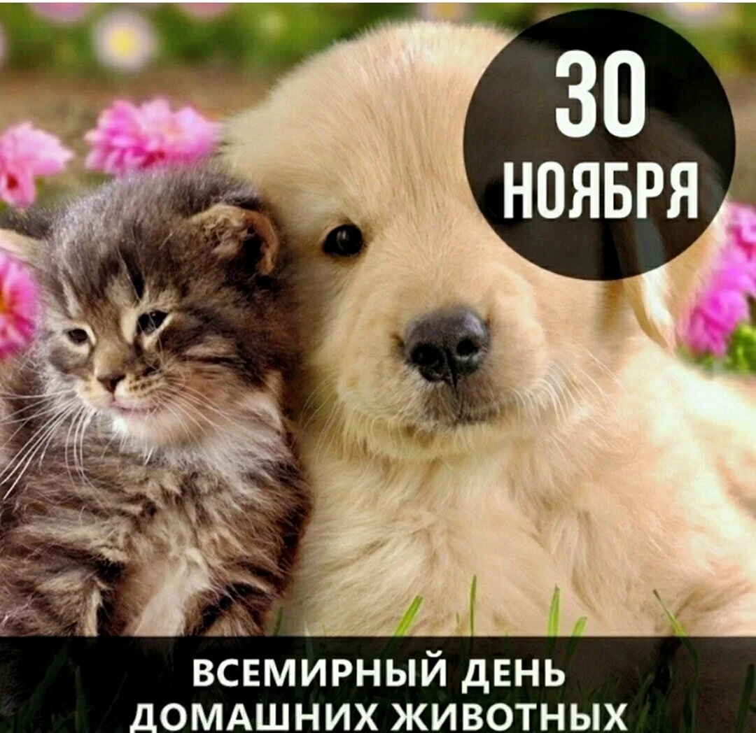 День домашних животных