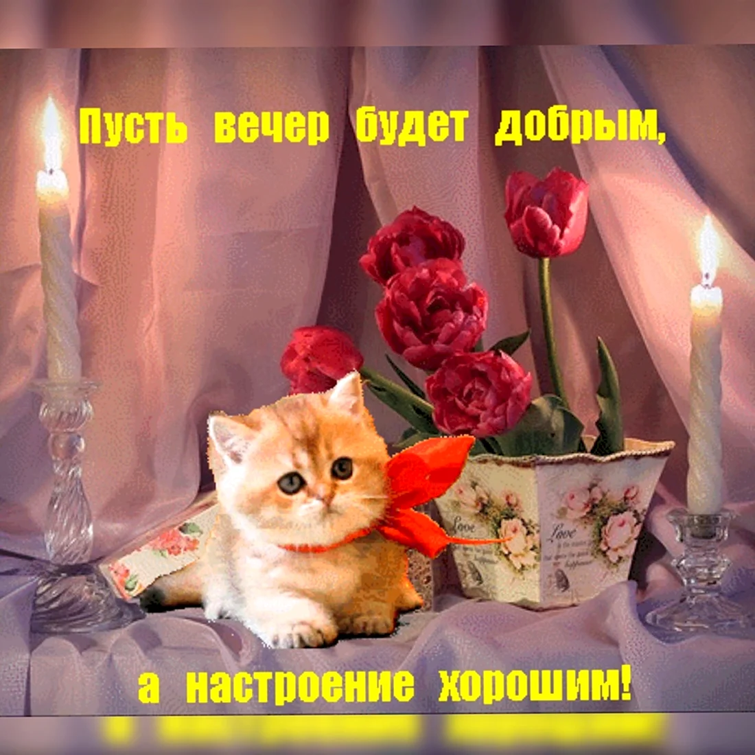 Добрый вечер с котятами
