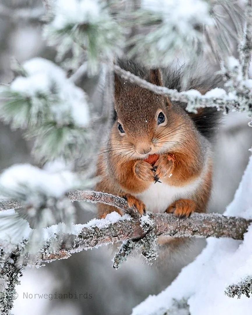 Фото зимы красивые с животными