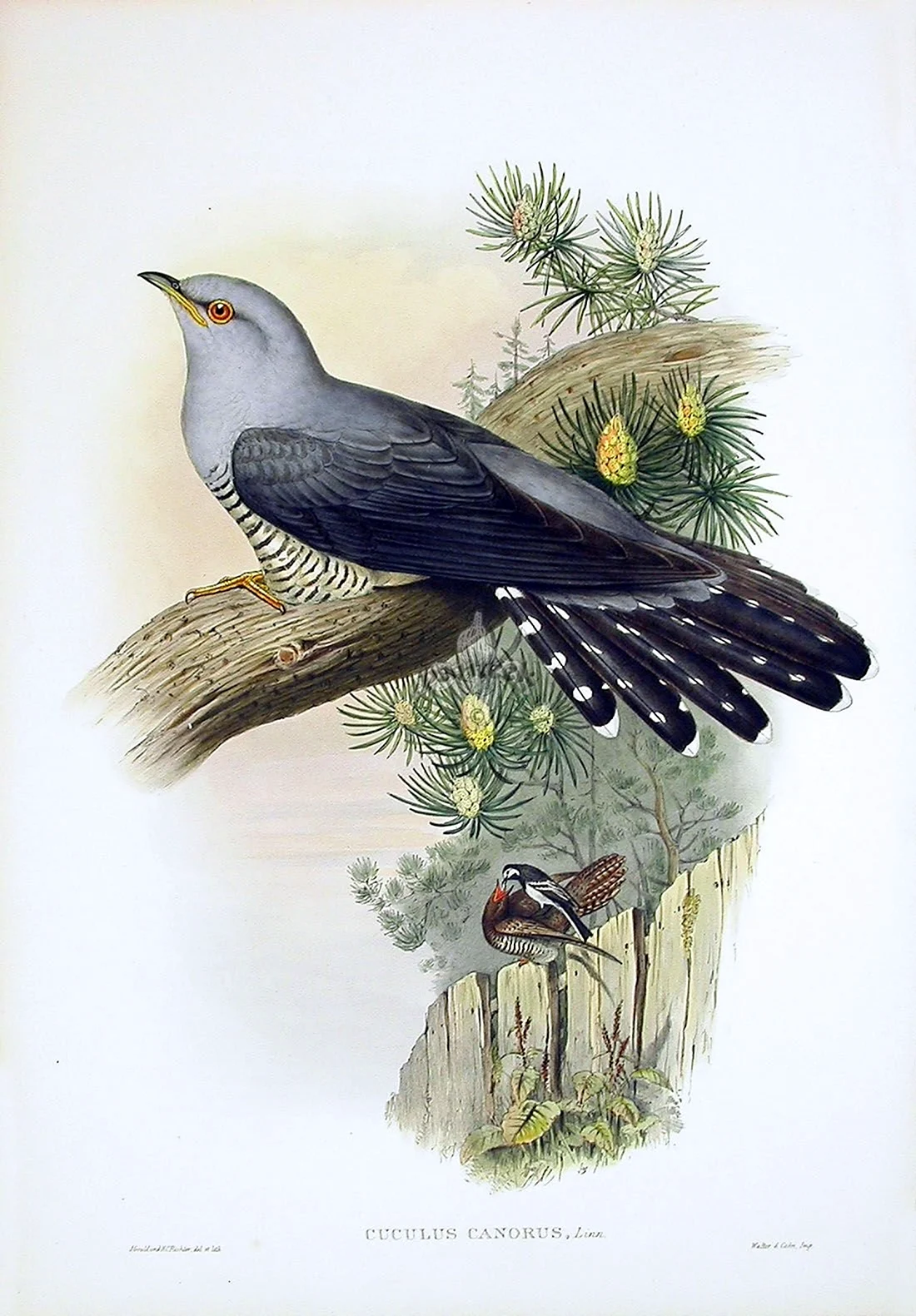 John Gould Birds of great Britain 1862-1873