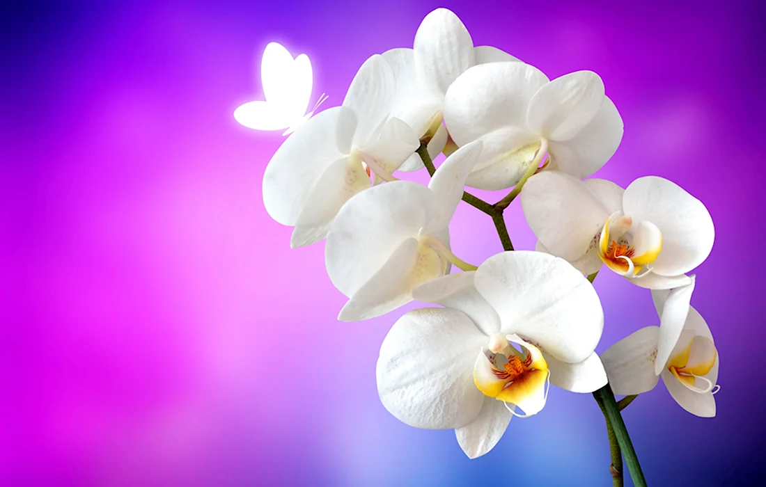 Картинки на рабочий стол орхидеи