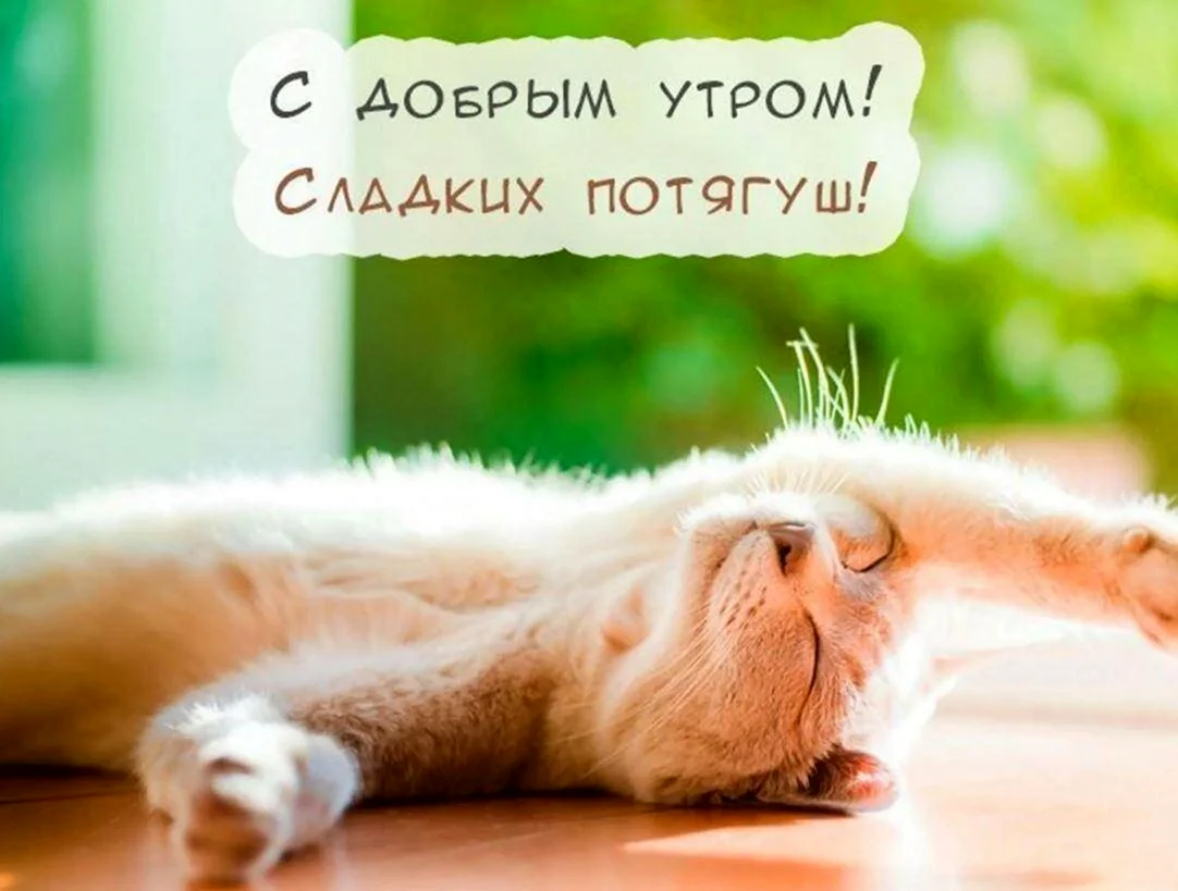 Кот потягивается