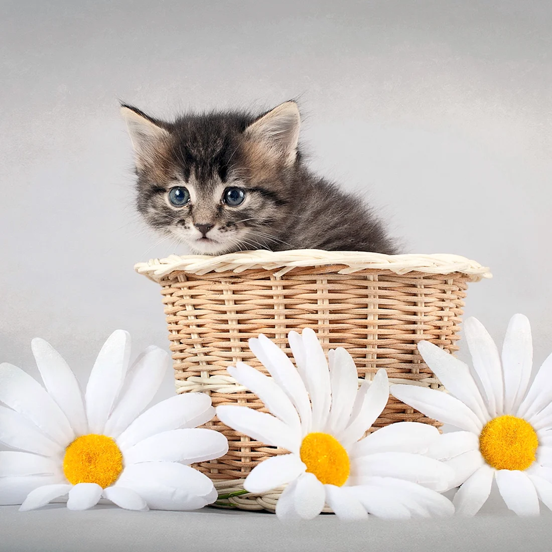 Котенок в ромашках