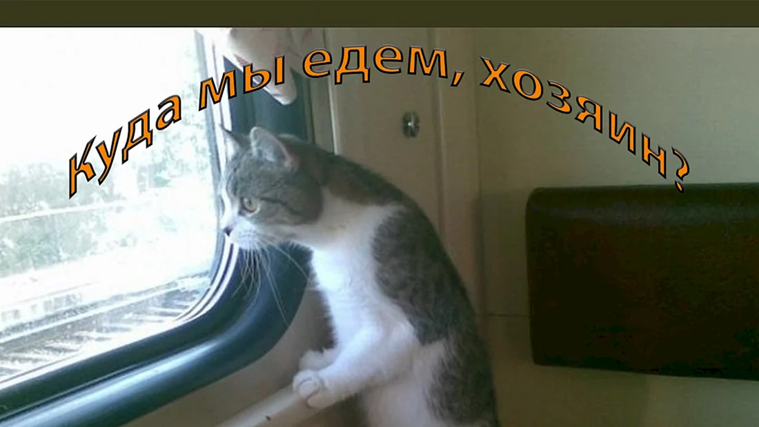 Котики и поезд прикол