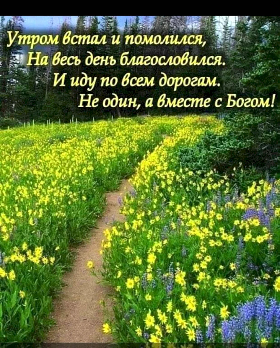 Луговые цветы