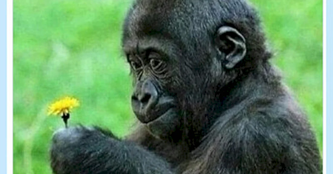 Макака шимпанзе горилла