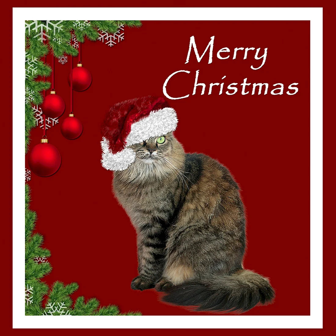 Merry Christmas кот