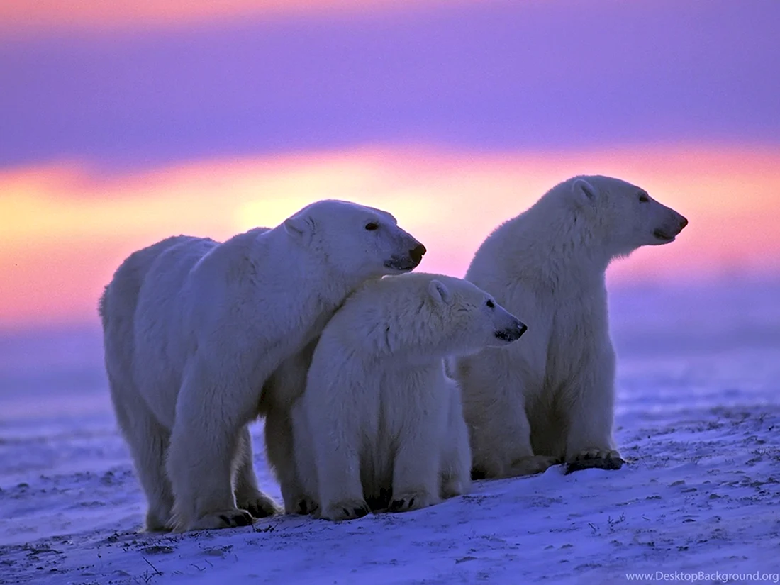 Международный день полярного медведя International Polar Bear Day