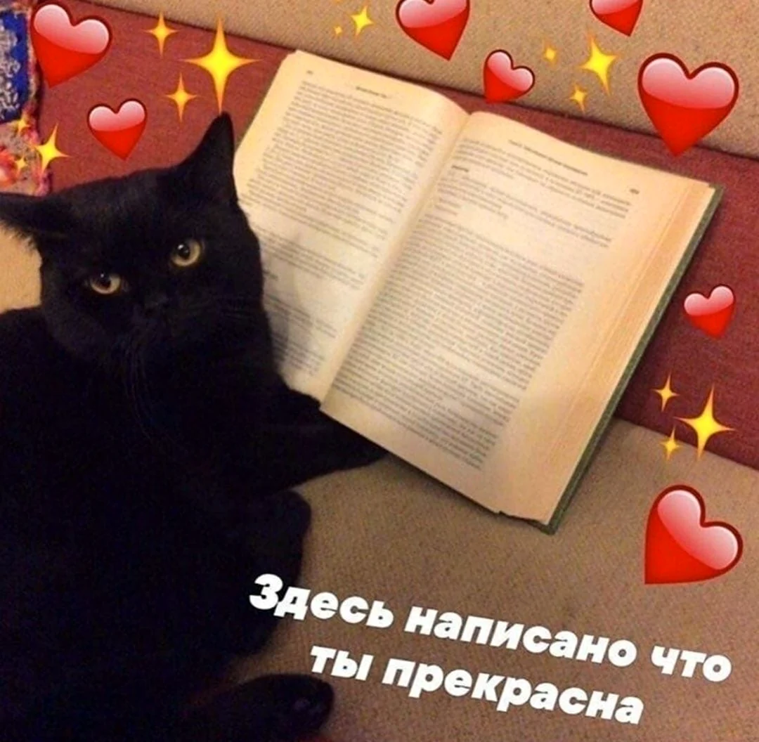 Милые котики с надписями